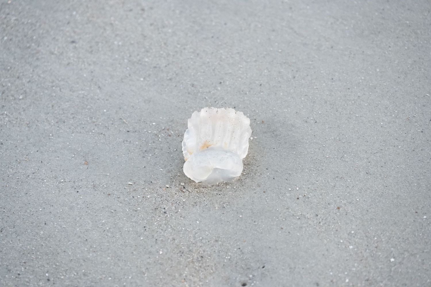 Close-up of a white jellyfish specimen resting on wet sand.