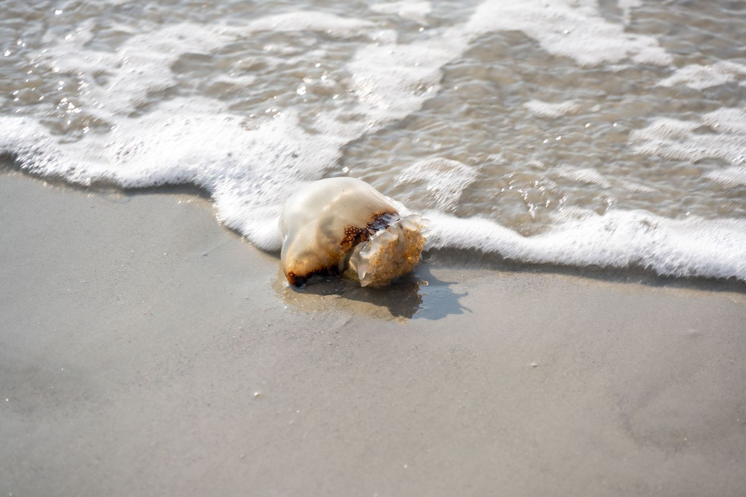 Large seashell being washed by incoming ocean waves on sandy beach.