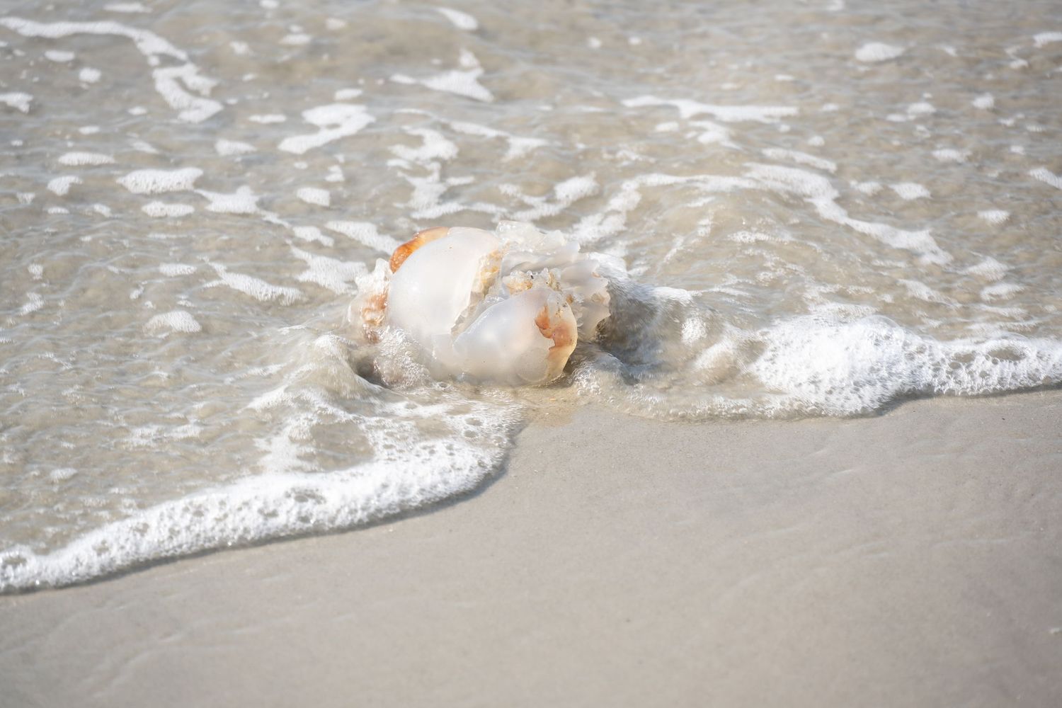 Ocean waves washing over a beached shell on grey sand.