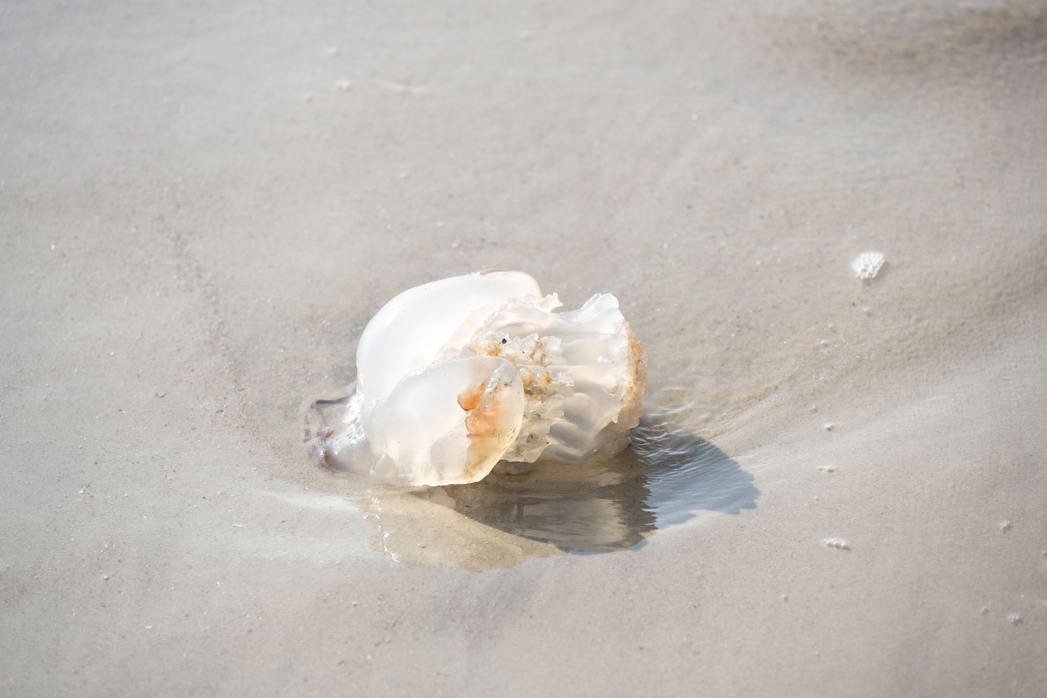 Large white seashell resting on wet sand at the beach.