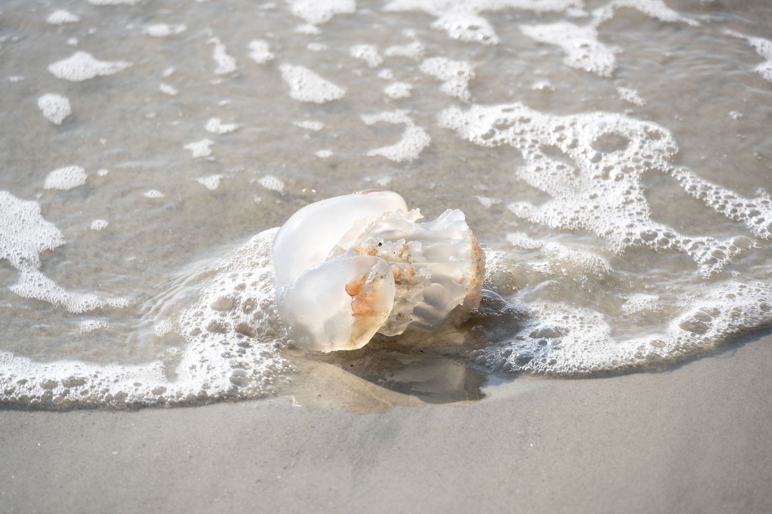 A jellyfish washes up on the sandy beach shore with gentle waves in the background.