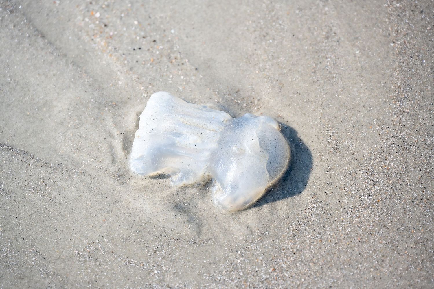 A translucent jellyfish lies stranded on wet sand at the beach.