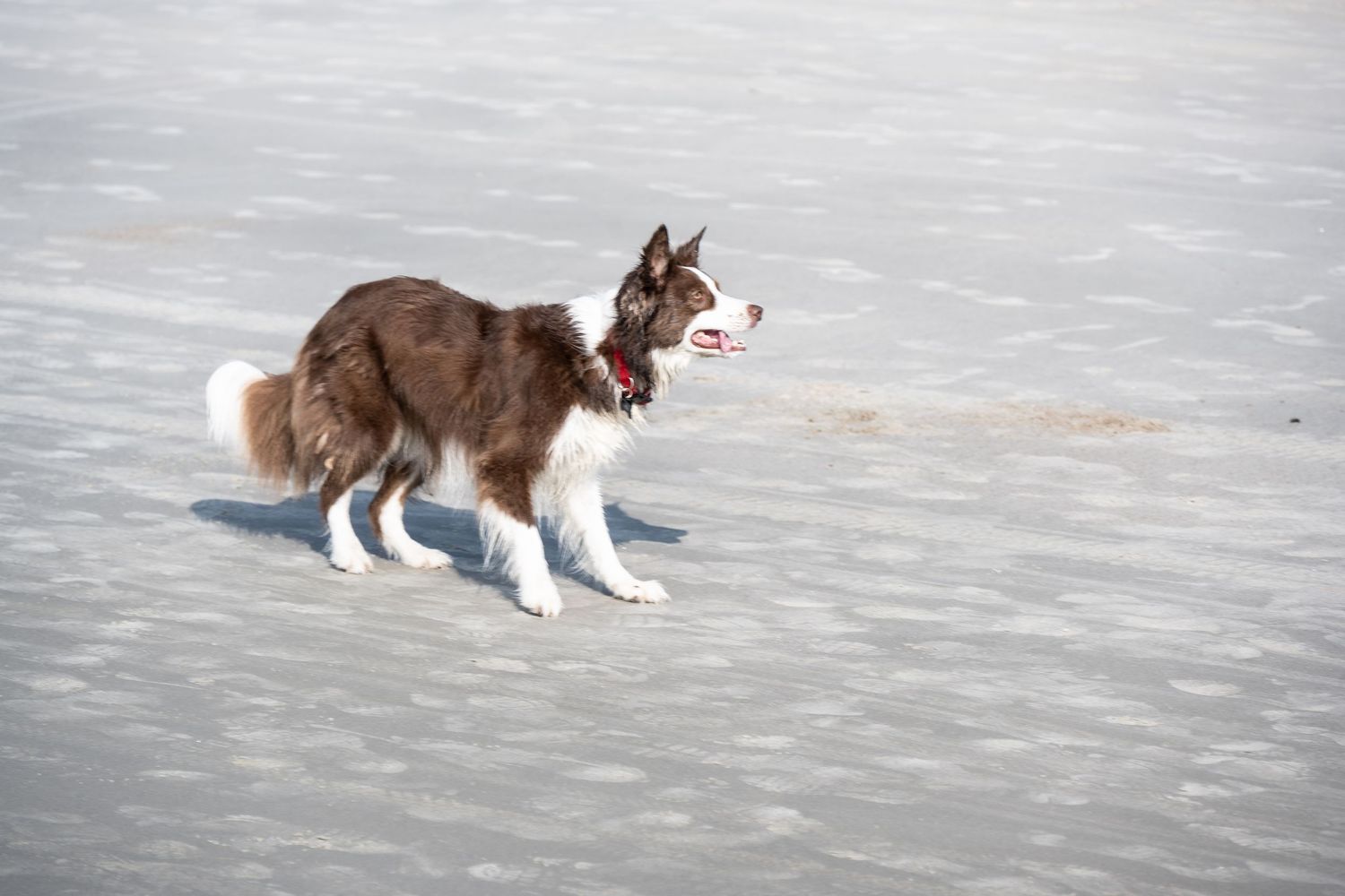 A brown and white husky walks on snowy ground during winter.