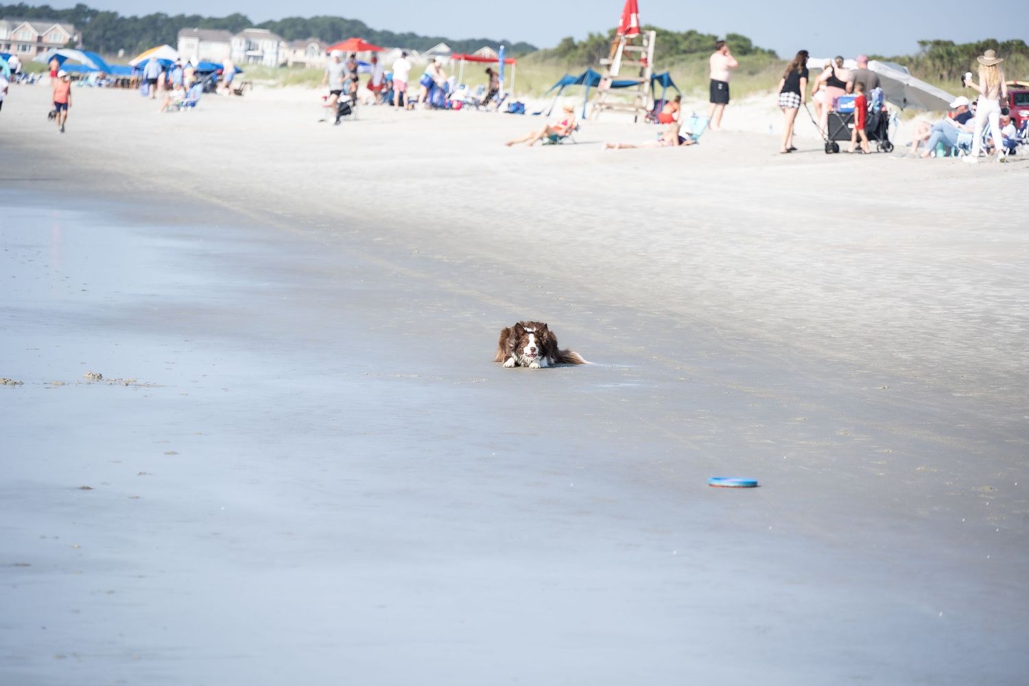 A dog explores a crowded beach with umbrellas and beachgoers in the background.