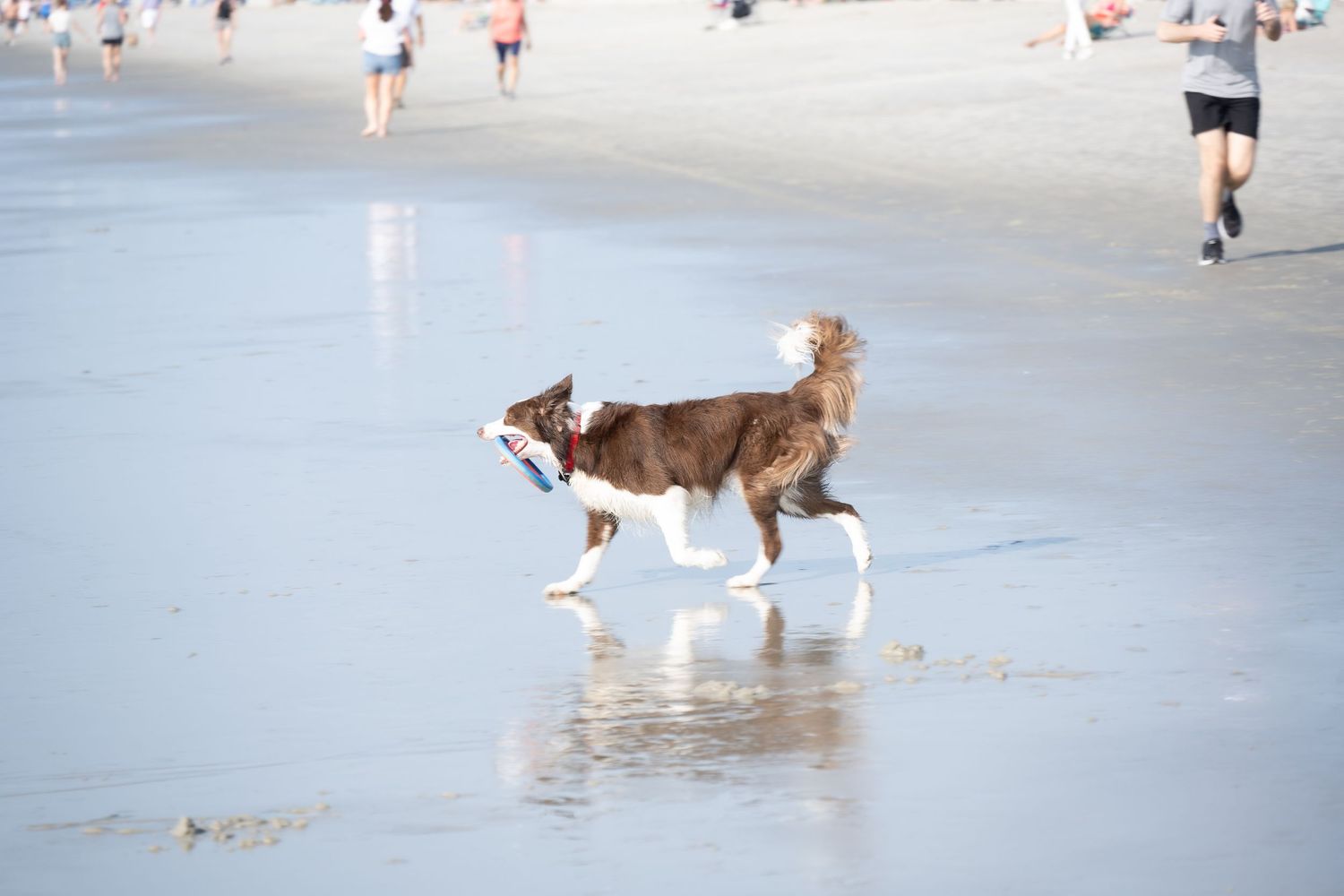 A brown and white dog running through shallow water on a beach.