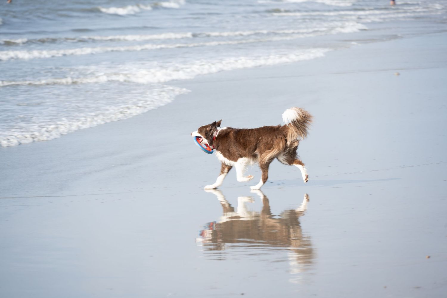 A husky dog trots along the wet sand with its reflection visible in the water.