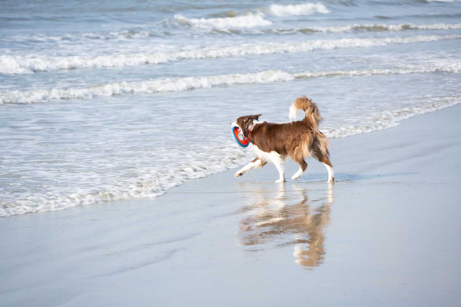 A brown and white dog plays in the ocean waves at the beach.