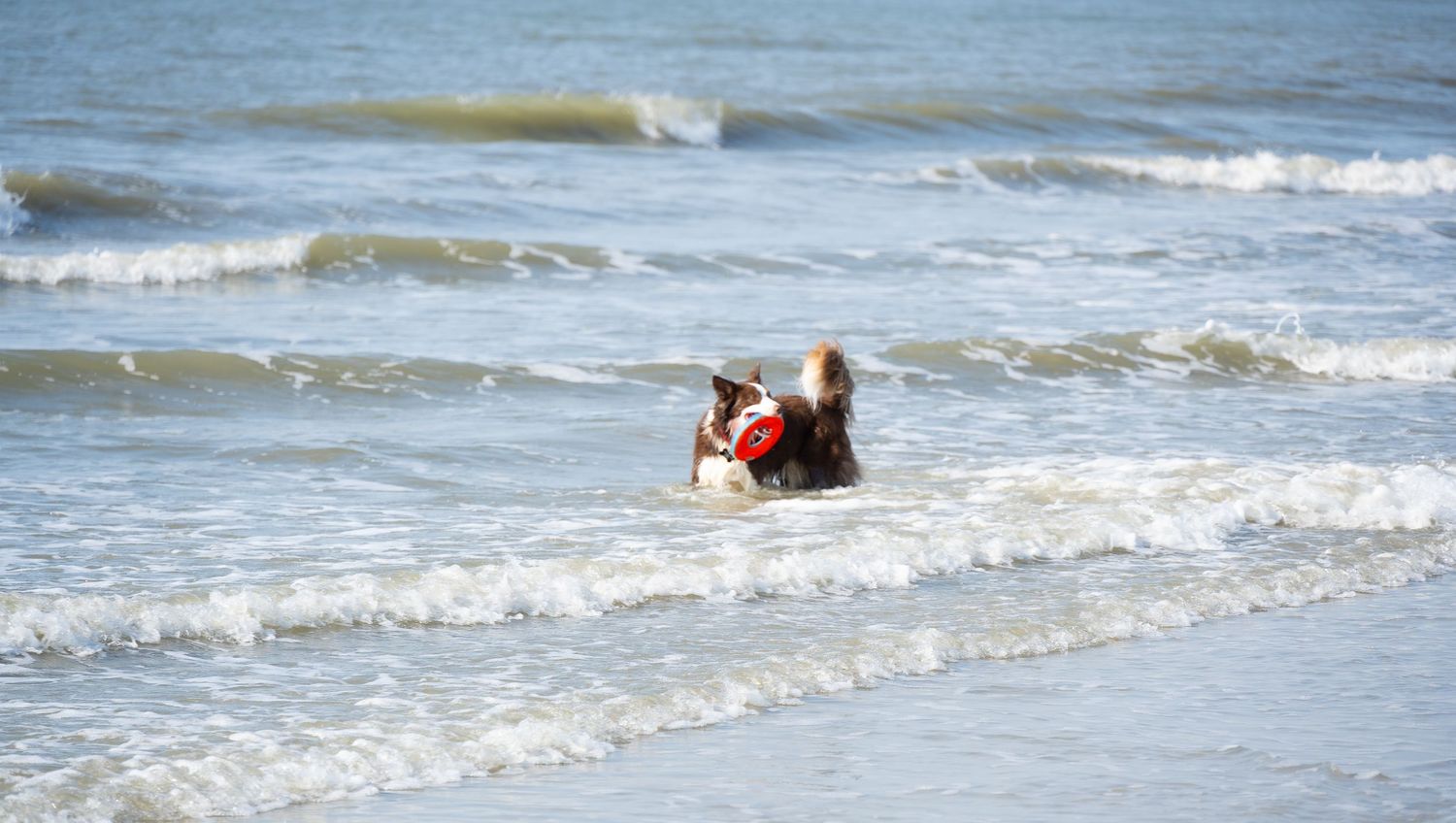 A dog swimming and playing in the ocean waves.