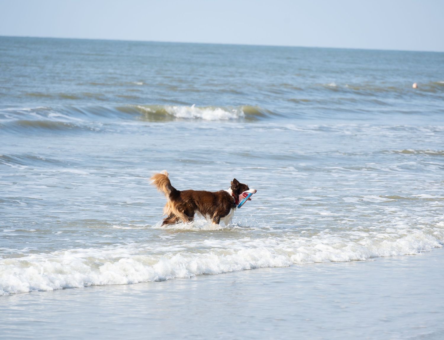 A husky splashes through the ocean waves on a sunny beach day.