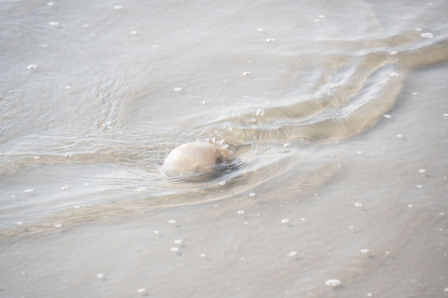 A translucent jellyfish washes up on the sandy beach shore in shallow water.