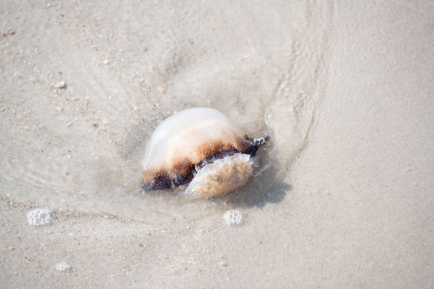 A pale jellyfish with brown markings lies stranded on wet beach sand.