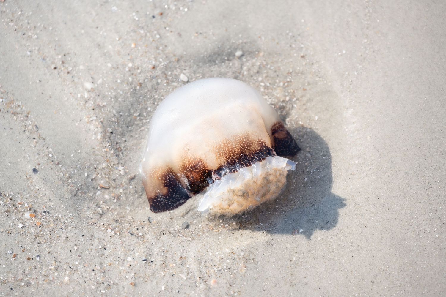 Close-up of a beached jellyfish with brown bands on white sand.
