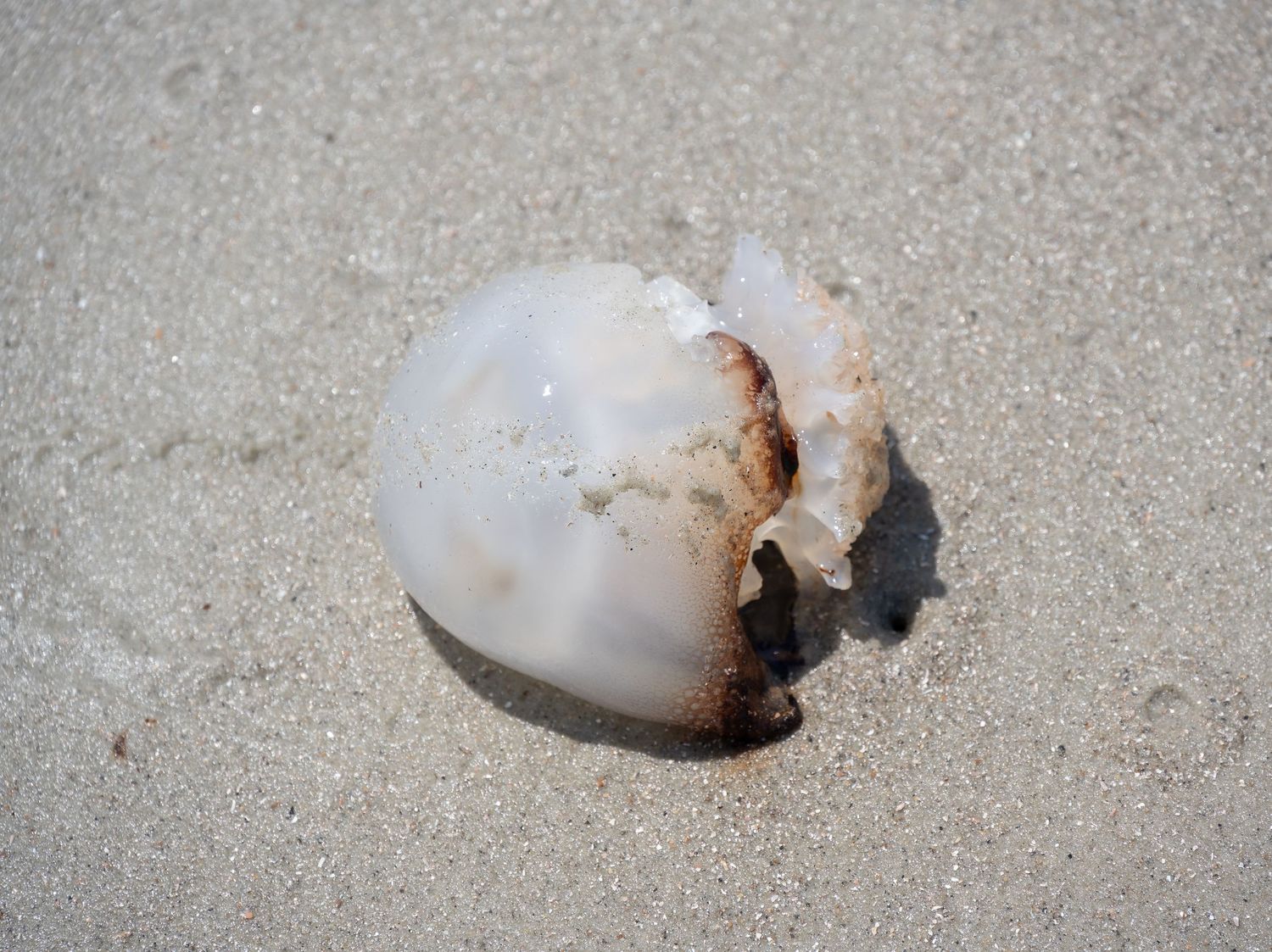 White jellyfish on sandy beach showing translucent body and tentacles.