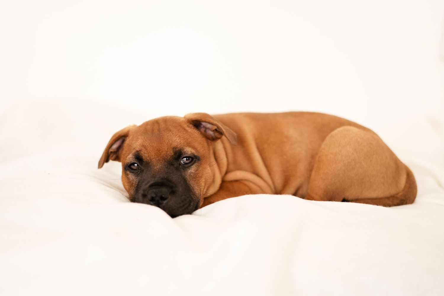 Trött hund med vit bakgrund