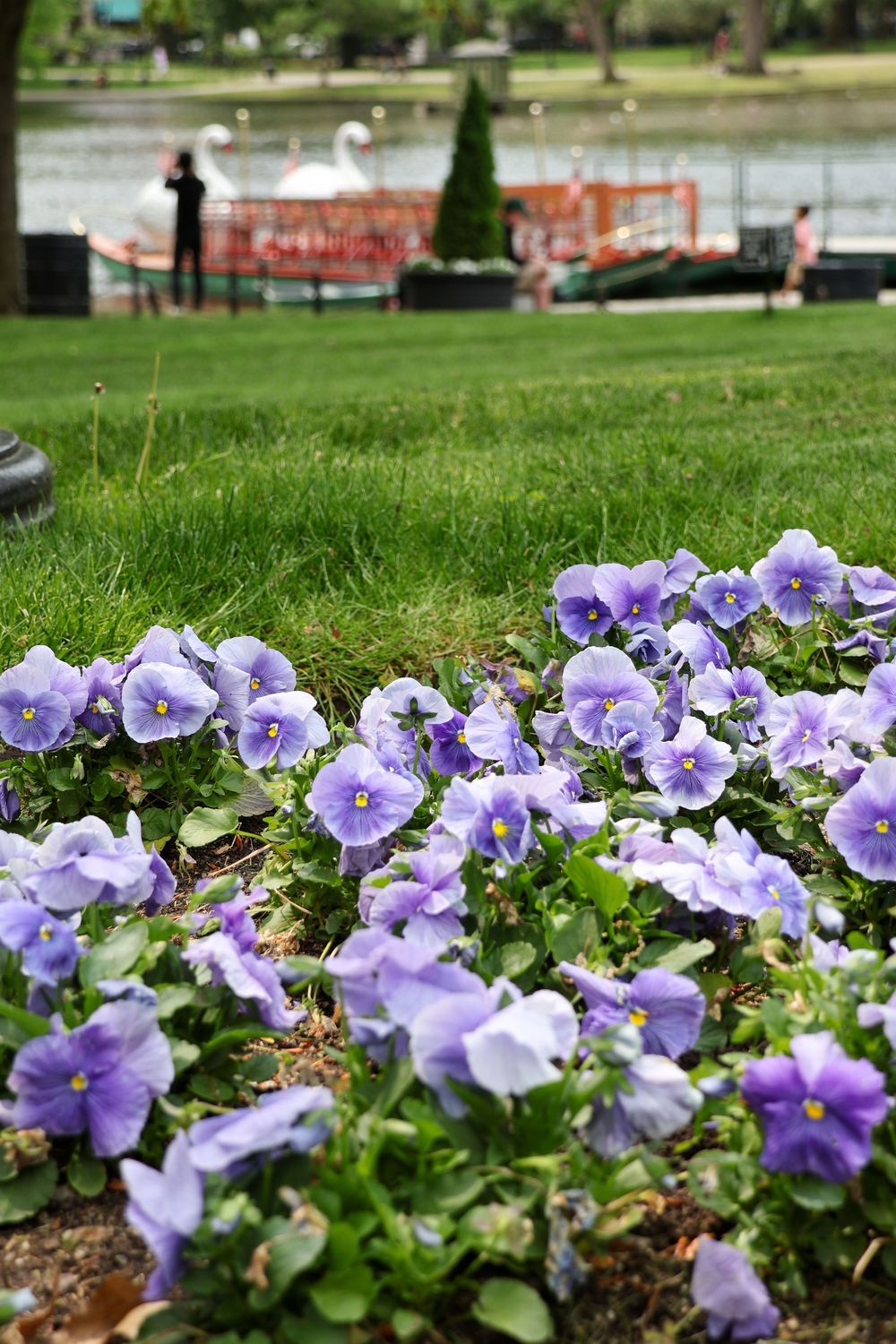 Purple pansies bloom in a garden bed near a lake with green grass and landscaping in the background.