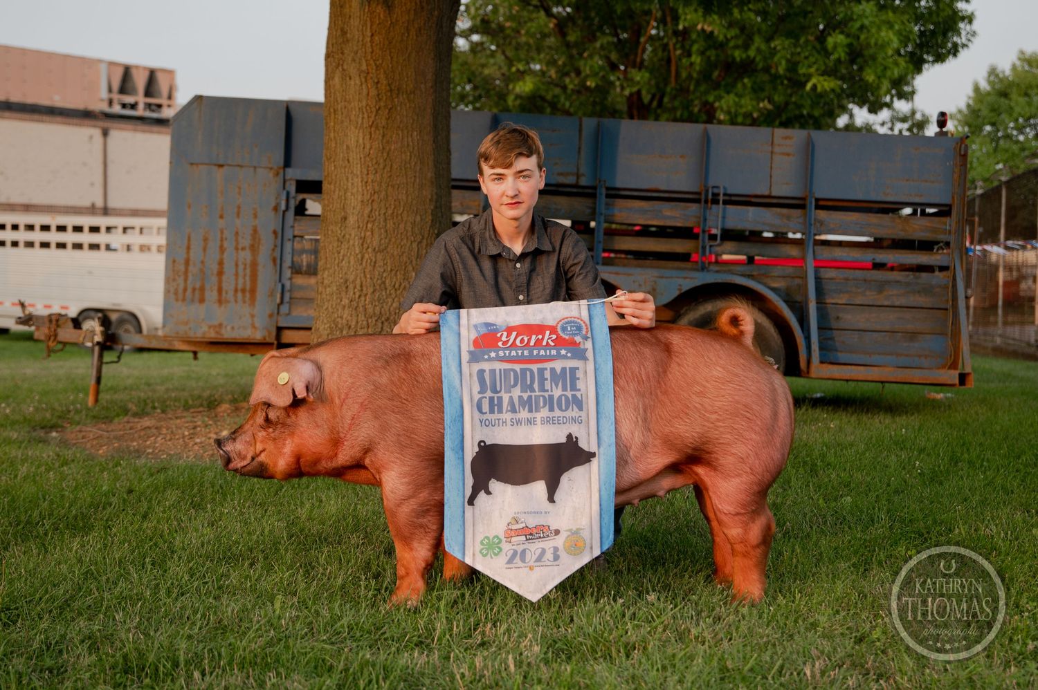 Prize-winning red show pig with championship banner at county fair.