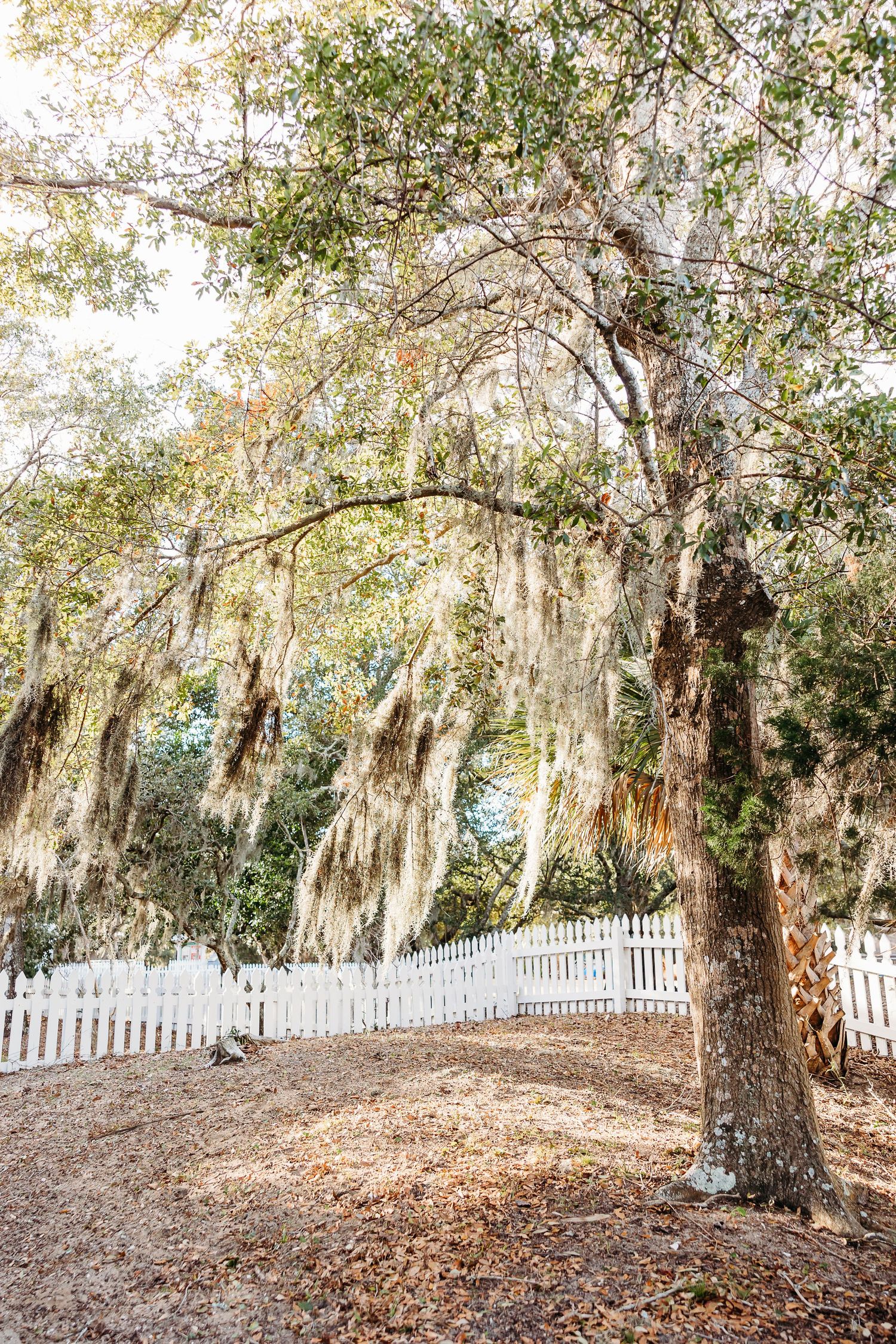 Scenic landscape with moss-draped oak trees and white picket fence in a serene outdoor setting.