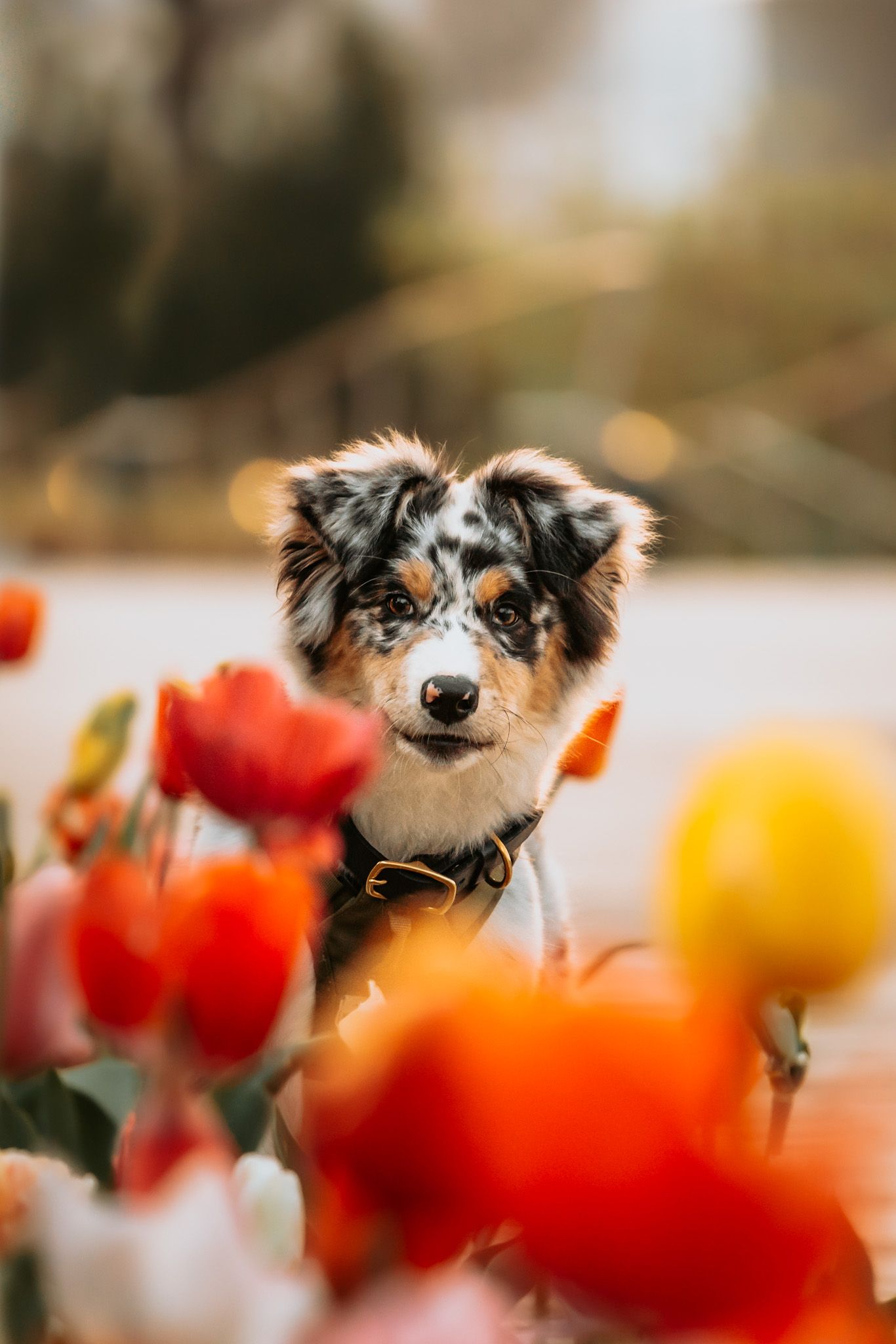Oklahoma City dog photographer