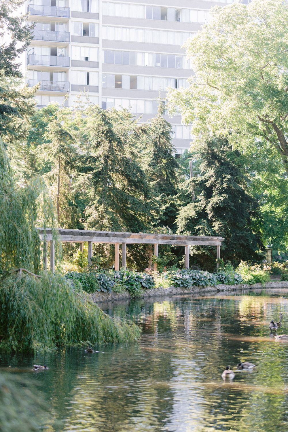 A serene pond with weeping willows and a modern apartment building in the background.