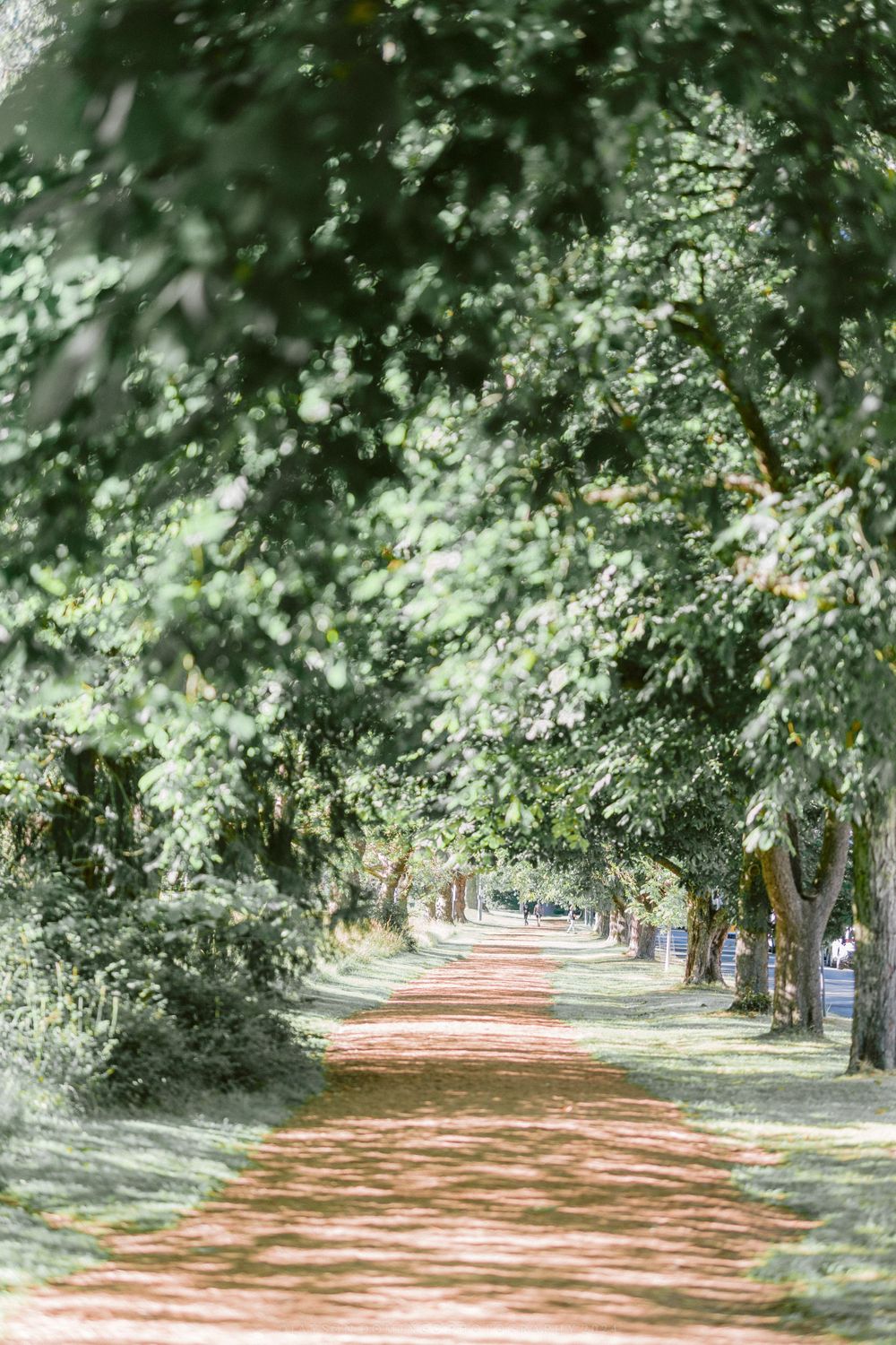 Tree-lined dirt path in a park creates a natural tunnel with dappled sunlight filtering through the leaves.