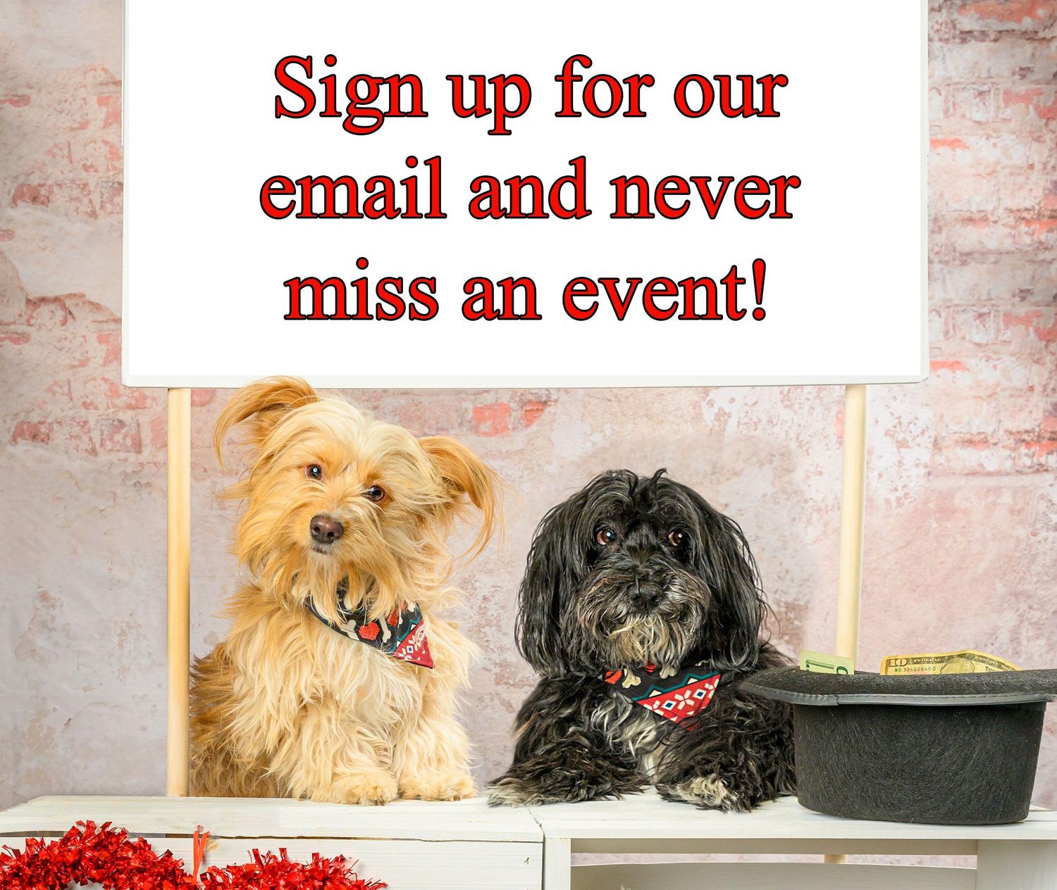 Two dogs, one golden and one black, sitting together under an email signup banner.