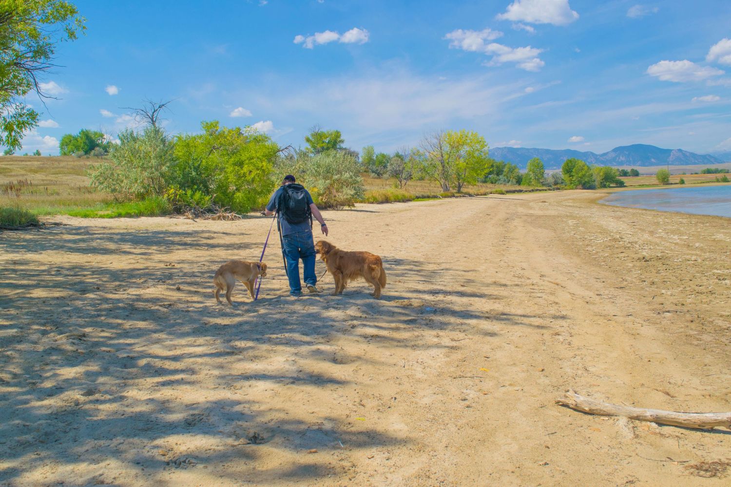 Two dogs and their companion walking along a dirt trail near a serene lake.
