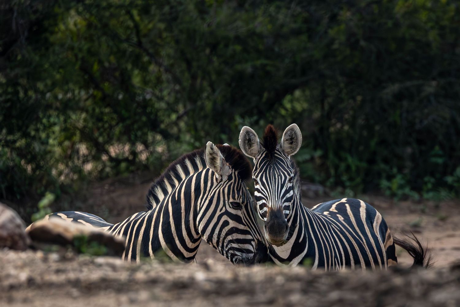 Two zebras standing together in natural habitat showing their distinctive black and white stripes.