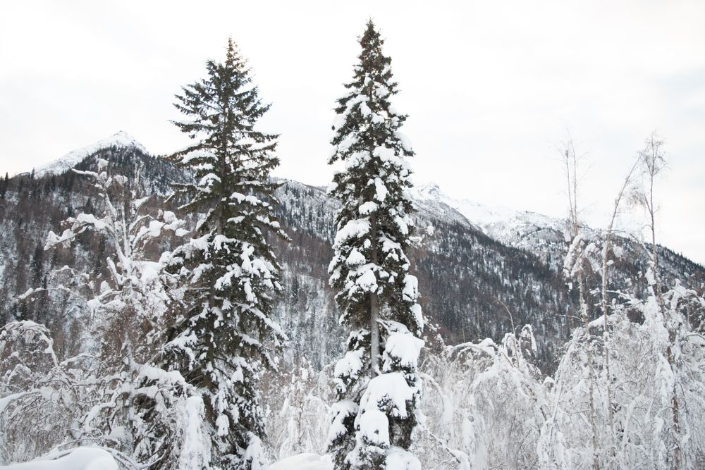 Alaska Travels