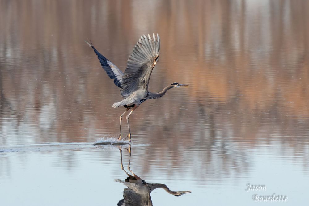 A great blue heron with outstretched wings takes flight just above the surface of a tranquil pond, its long legs trailing behind.