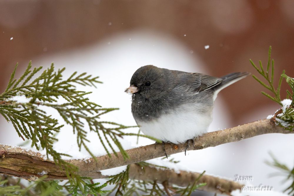 A vibrant Dark-Eyed Junco perched on a snow-covered branch in a winter. Its feathers contrast against the soft, snow