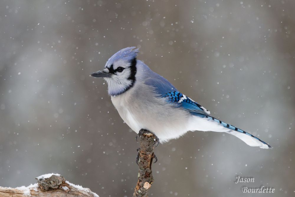 A vibrant blue jay perched on a snow-covered branch in a winter landscape. Its bright blue and white feathers contrast against the soft snow