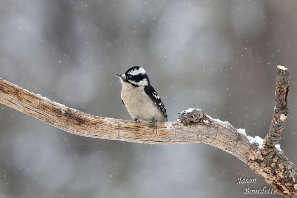 A vibrant woodpecker perched on a snow-covered branch in a winter. Its feathers contrast against the soft, snow
