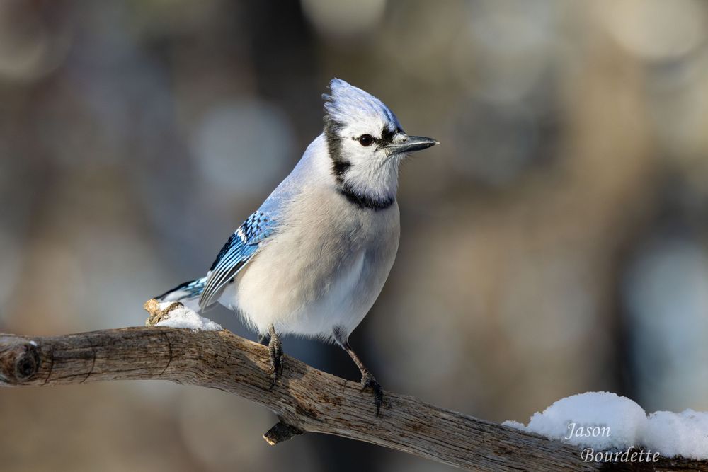 A vibrant blue jay perched on a snow-covered branch in a winter landscape. Its bright blue and white feathers contrast against the forest