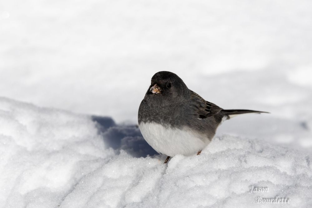 A vibrant Dark-Eyed Junco on the snow-covered ground in winter. Its feathers contrast against the soft, snow