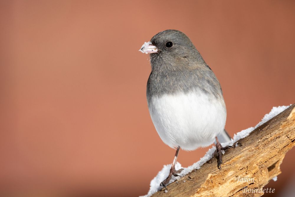 A vibrant Dark-Eyed Junco perched on a snow-covered branch in a winter. Its feathers contrast against the soft, snow