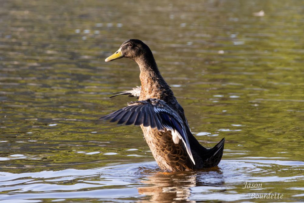 A duck stands tall in a pond, flapping its wings wide, sending ripples across the calm water, with sunlight reflecting off its feathers.