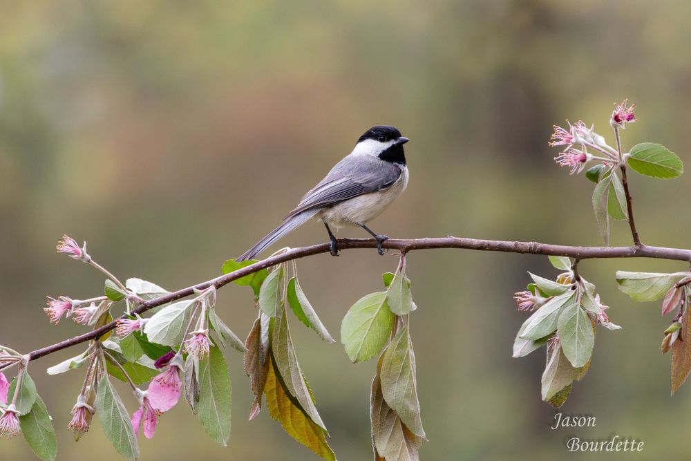 A Carolina Chickadee perched on a branch surrounded by delicate pink flowers, its black cap and white cheeks contrasting with the flowers.