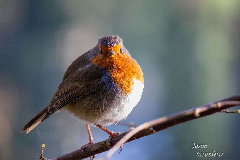 A European robin with a bright orange-red breast and face perched on a delicate branch, its round body and soft feathers