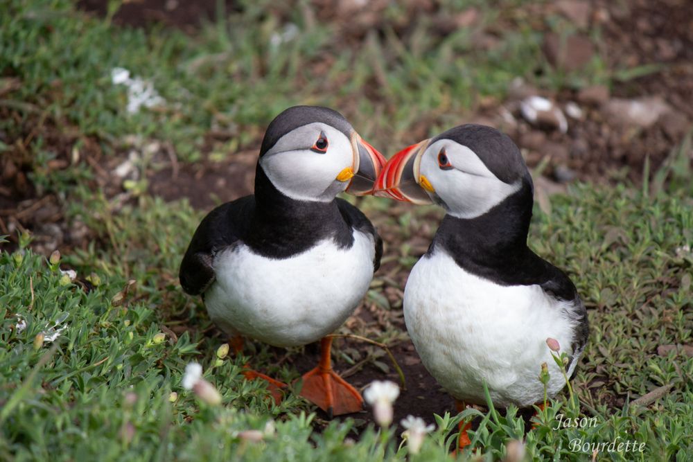 Two adorable puffins stand close together, touching their bright orange beaks in a sweet kiss. Their black and white feathers contrast