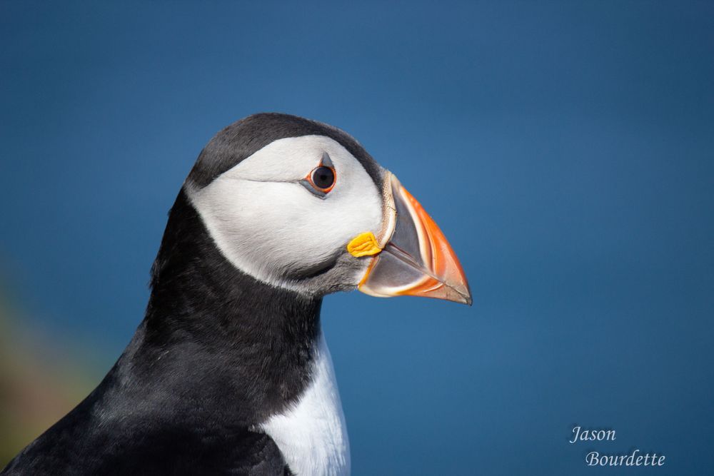 A single puffin stands proudly on a rocky ledge, its black and white feathers crisp against the deep blue ocean