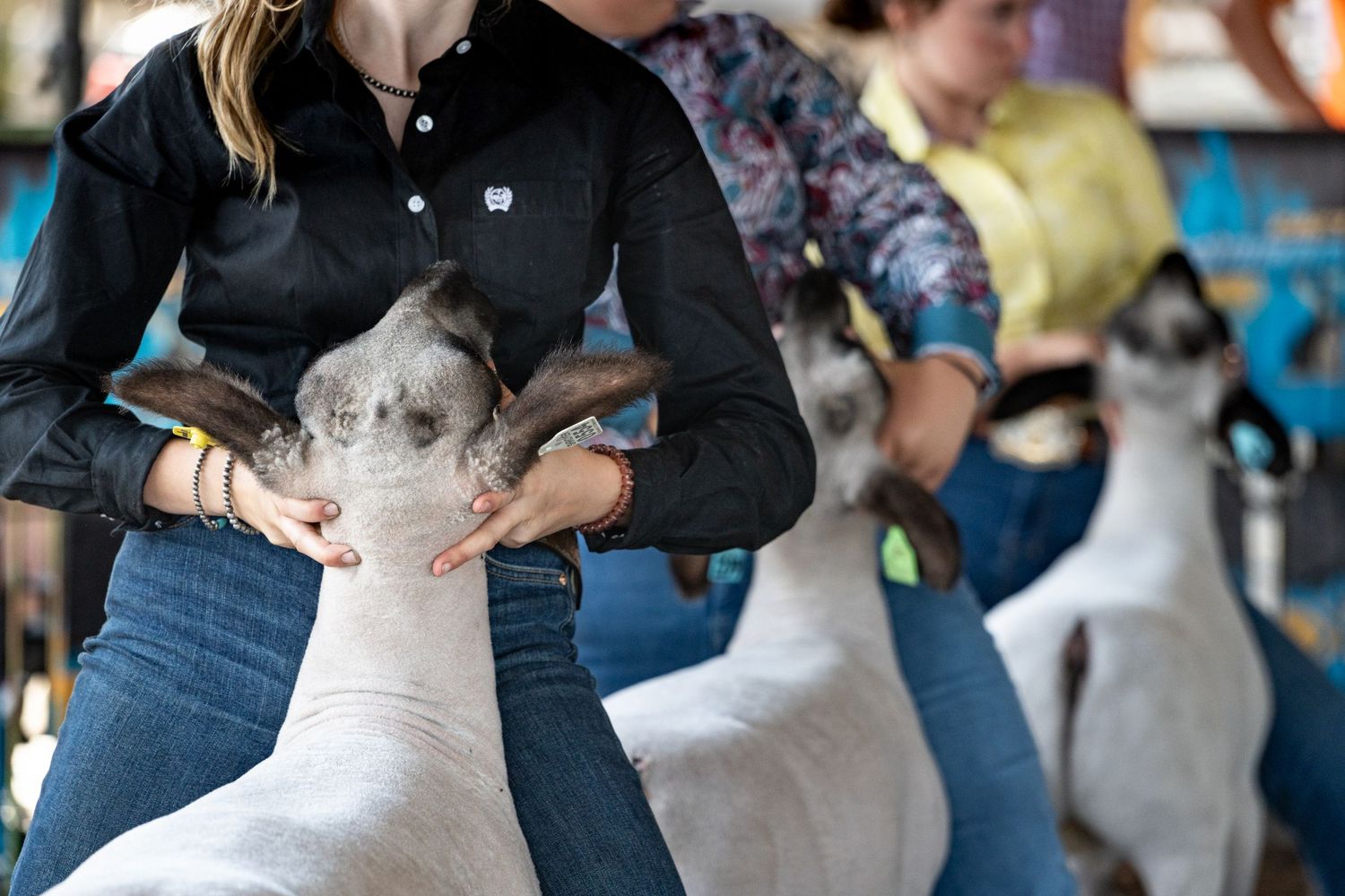 People interacting with friendly dogs at an outdoor event.