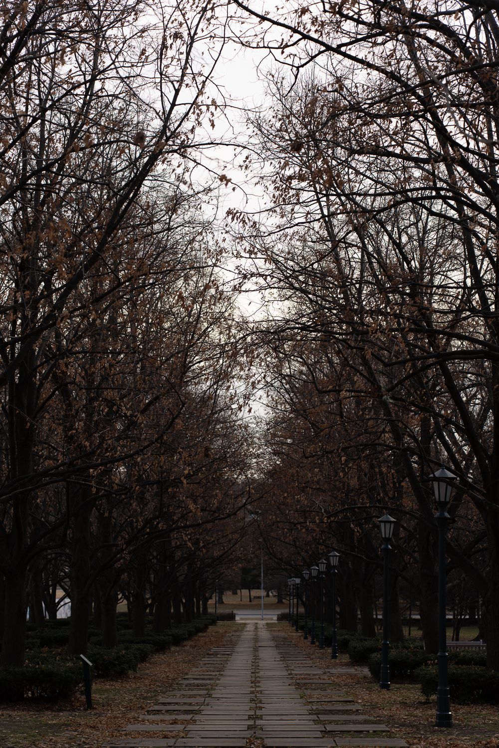 Tree-lined path with bare branches creating a tunnel effect over a walkway in winter.