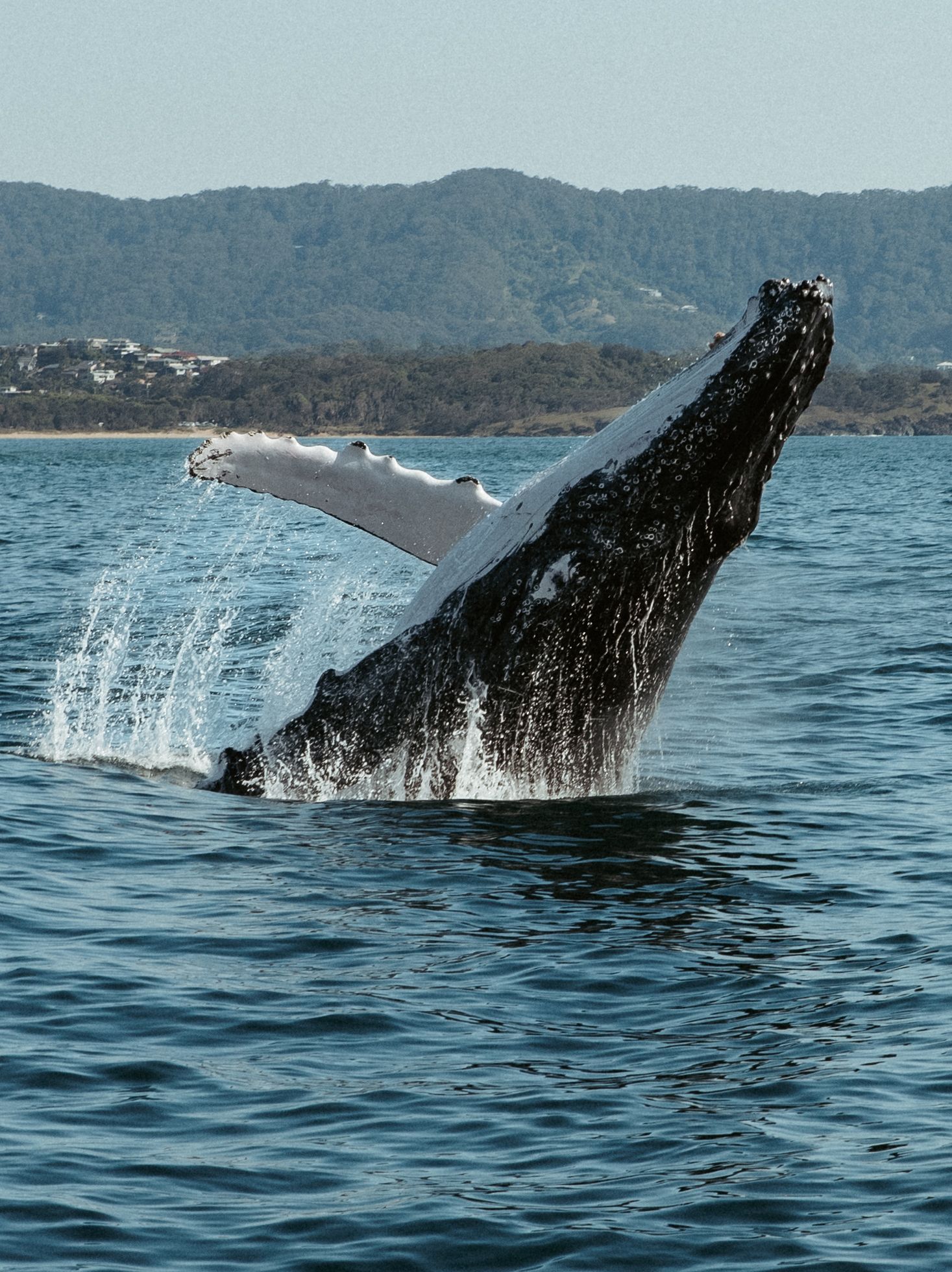 A humpback whale breaching the ocean surface with mountains visible in the background.