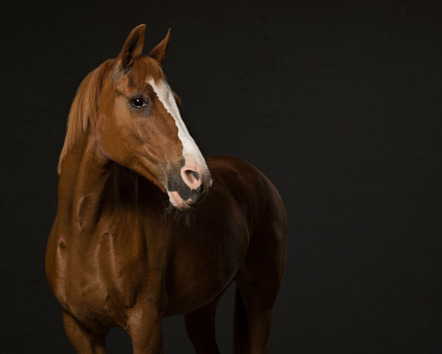 Majestic brown horses photographed against a dark background in studio setting.