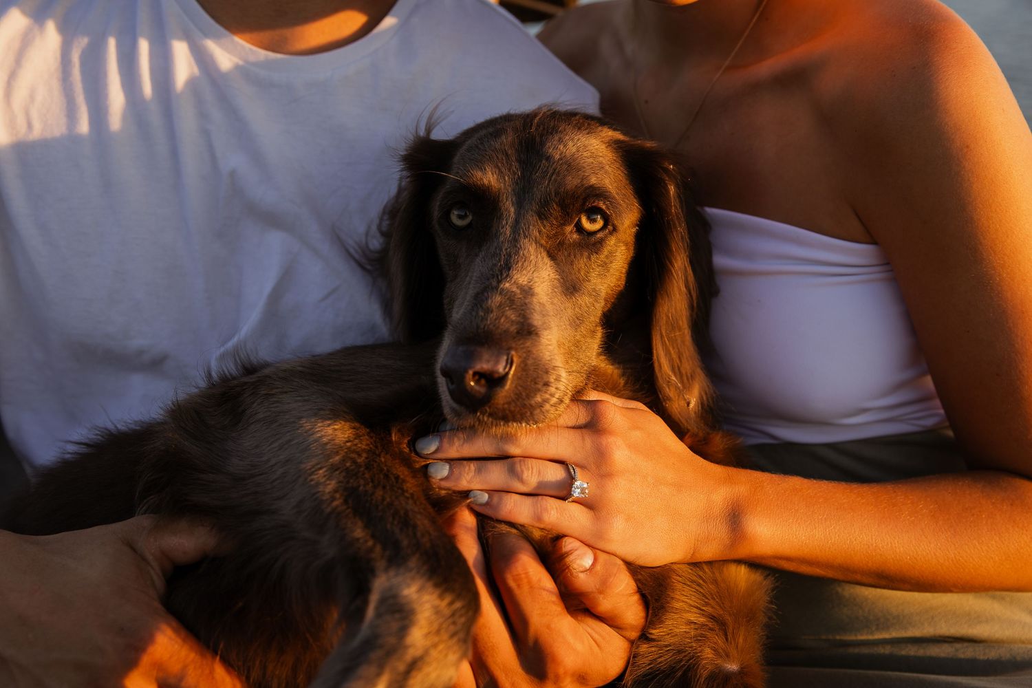 Close up of a brown dachshund dog being held by hands in warm sunset lighting.