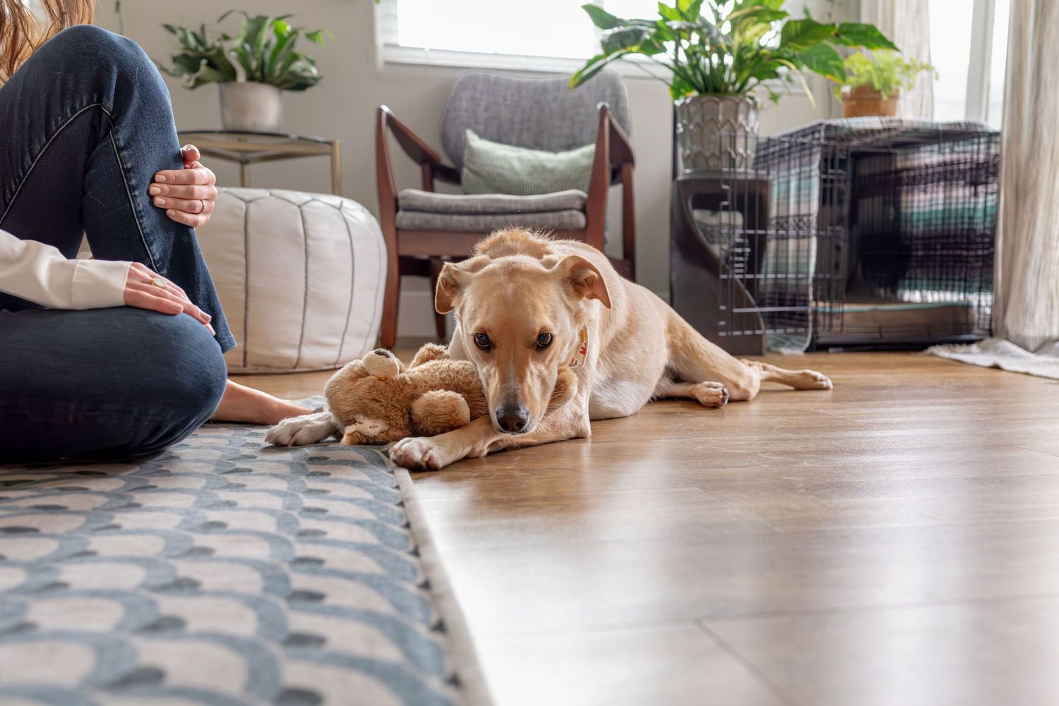 Mid sized golden colored dog laying on floor with stuffed animal between front legs, looking into camera. Doughman Photography