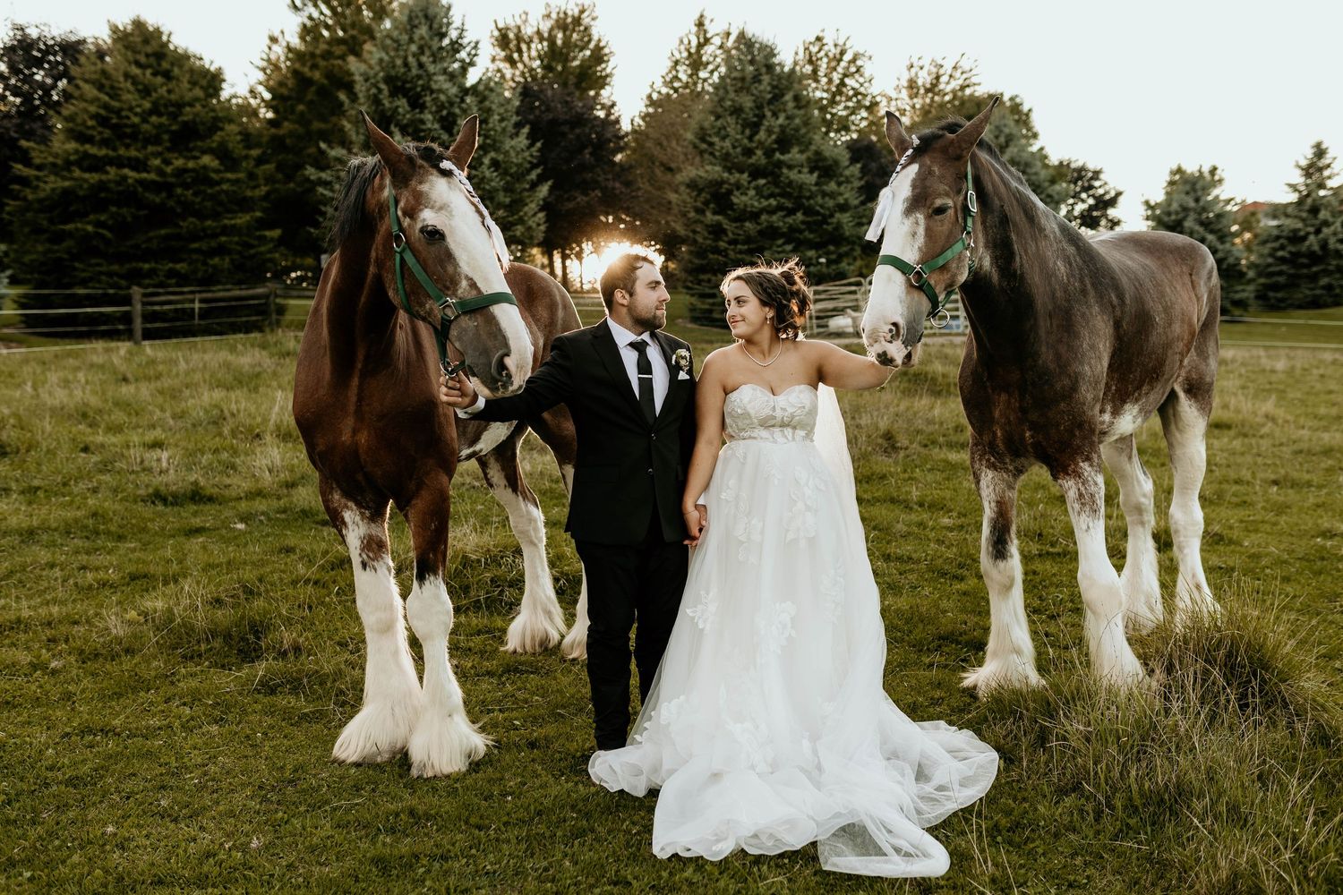 A couple in wedding attire poses in a grassy field with two majestic Clydesdale horses on a sunny day.