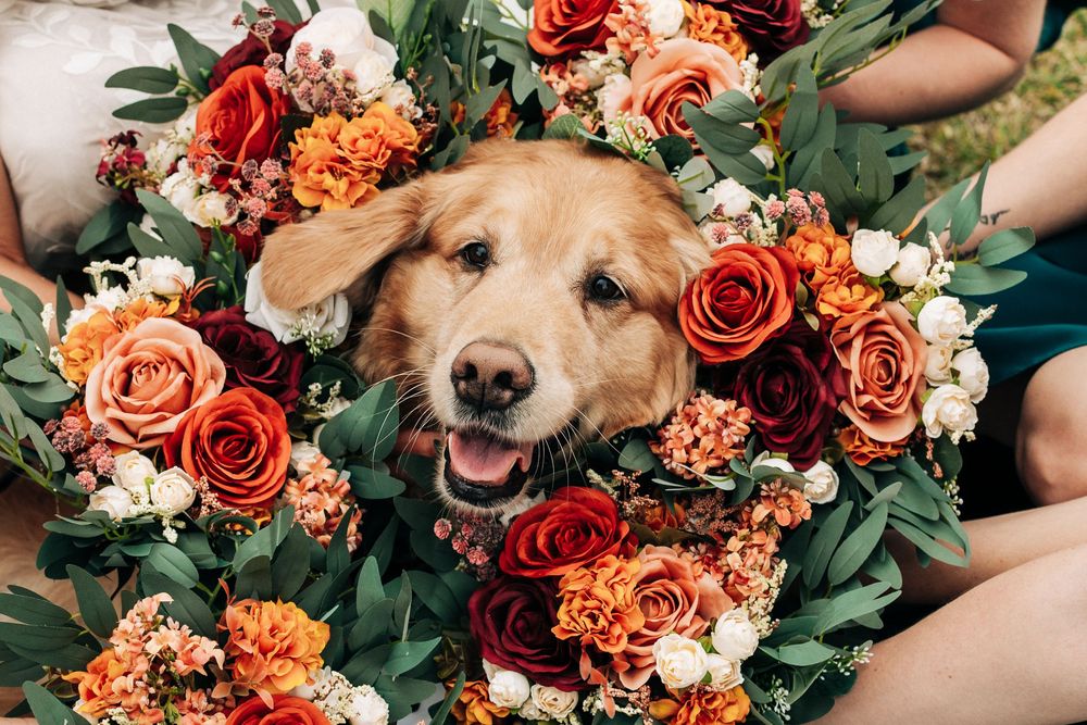 Happy golden retriever dog surrounded by vibrant red, orange, and white roses and green foliage bouquet arrangement.