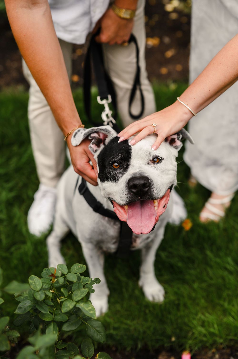 A happy black and white pit bull dog being petted by two people outdoors on green grass.