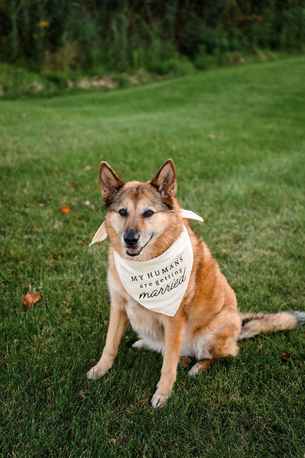 Golden dog sits on grass wearing a white bandana reading My Humans Are Getting Married.
